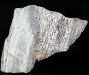 Rough Agatized Dinosaur Bone - Ounces #25523-1